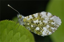 struct//3_galeria/8_makro/motyl07-2.jpg