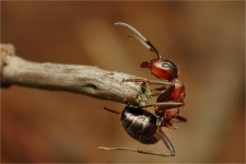 struct//3_galeria/8_makro/mrowka11.jpg