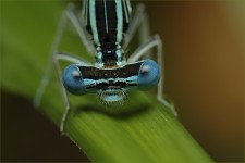 struct//3_galeria/8_makro/wazka12.jpg