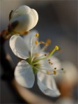struct//3_galeria/8_makro/tarnina3.jpg