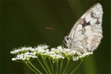 struct//3_galeria/8_makro/motyl08-4.jpg