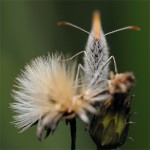 struct//3_galeria/8_makro/motyl08-5.jpg