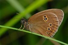 struct//3_galeria/8_makro/motyl07-5.jpg