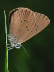 struct//3_galeria/8_makro/motyl4.jpg