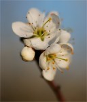 struct//3_galeria/8_makro/tarnina1.jpg