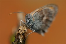 struct//3_galeria/8_makro/motyl08-7.jpg