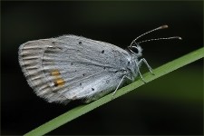 struct//3_galeria/8_makro/motyl6-2.jpg
