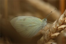 struct//3_galeria/8_makro/motyl07-6.jpg