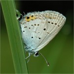 struct//3_galeria/8_makro/motyl5.jpg