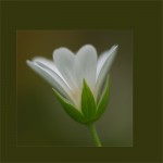 struct//3_galeria/8_makro/kwiat1-1.jpg
