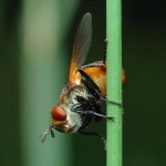 struct//3_galeria/8_makro/mucha1-1.jpg