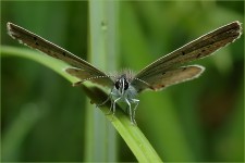 struct//3_galeria/8_makro/motyl10.jpg