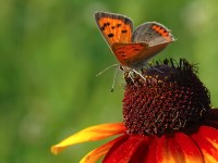 struct//3_galeria/8_makro/kwiat-motyl.jpg