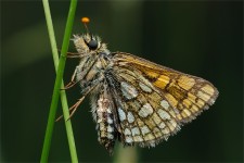 struct//3_galeria/8_makro/motyl07-4.jpg