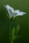 struct//3_galeria/8_makro/kwiat2-1.jpg