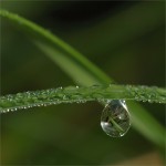 struct//3_galeria/8_makro/kropla-1.jpg
