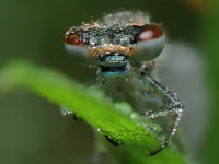 struct//3_galeria/8_makro/wazka4.jpg