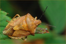 struct//3_galeria/8_makro/odorek2.jpg