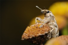 struct//3_galeria/8_makro/ryjek08-2.jpg