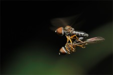 struct//3_galeria/8_makro/muchy08-1.jpg