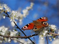 struct//3_galeria/8_makro/motyl07-1.jpg