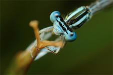 struct//3_galeria/8_makro/wazka08-1.jpg