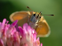 struct//3_galeria/8_makro/motyl2.jpg